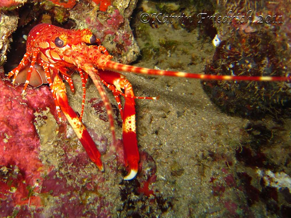 Red banded lobster