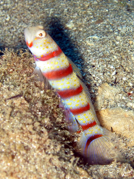 Red Banded Shrimpgoby