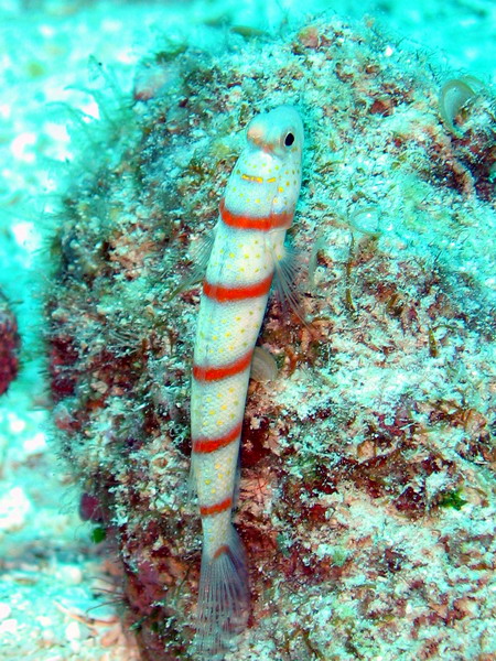 Red Banded Shrimpgoby