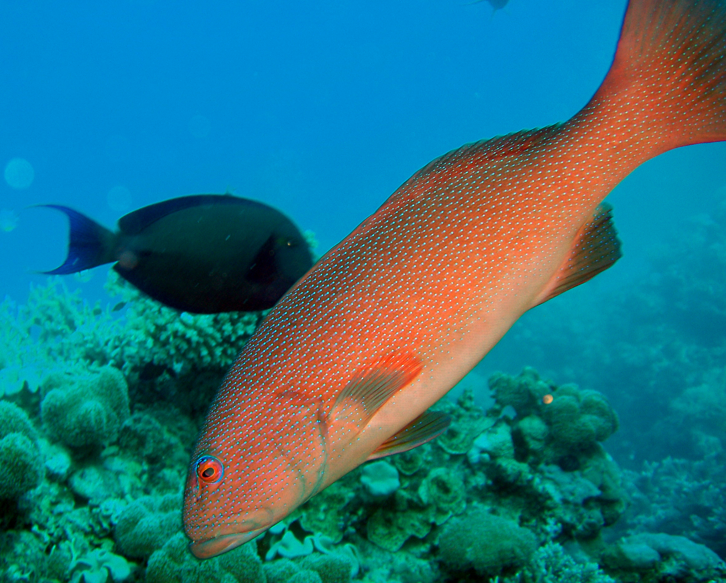 Red Bass and friend