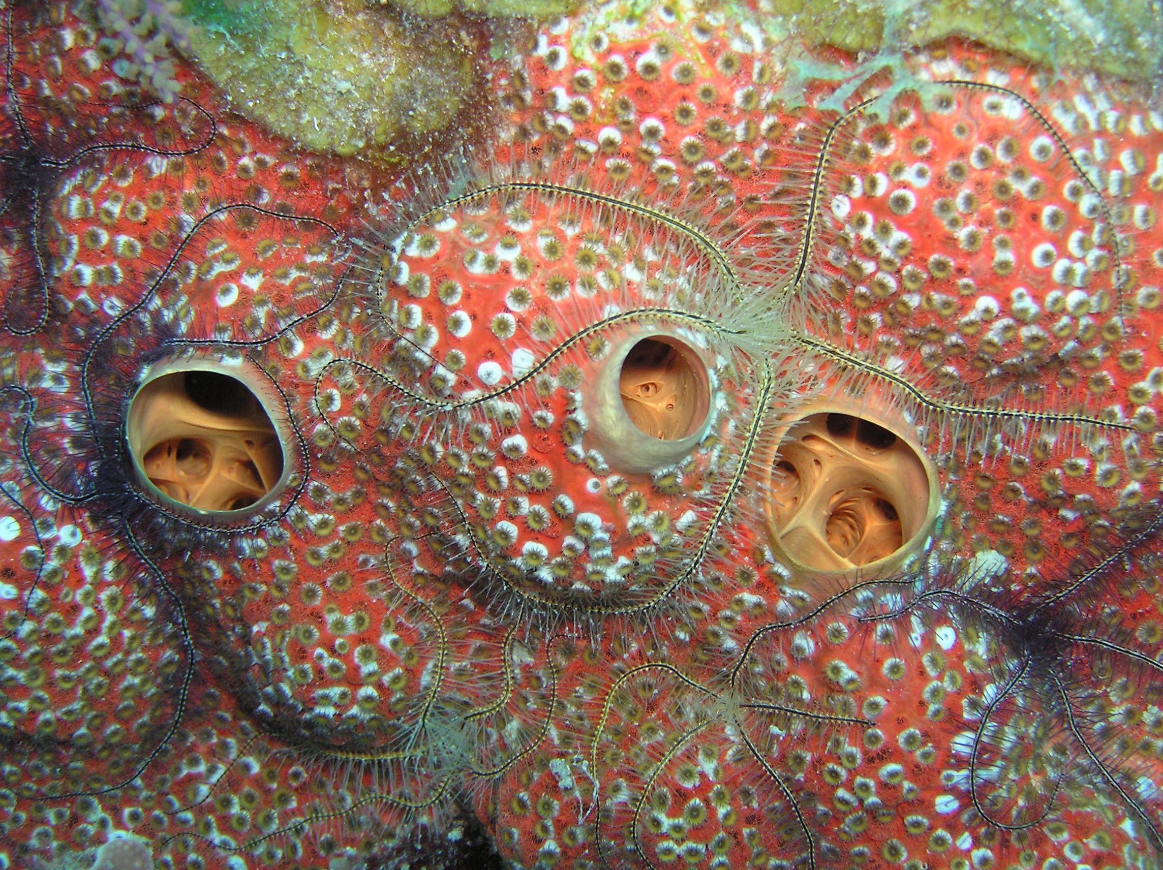 Red Boring Sponge & a Brittle Star