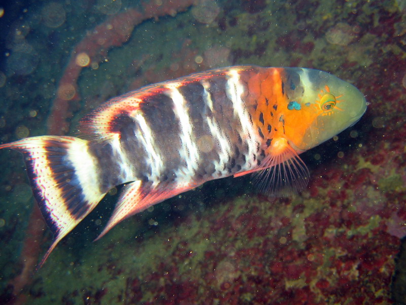 Red Breasted Wrasse