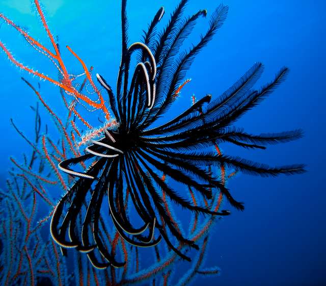 Red Coral Black Feather Star