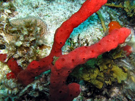 Red Coral