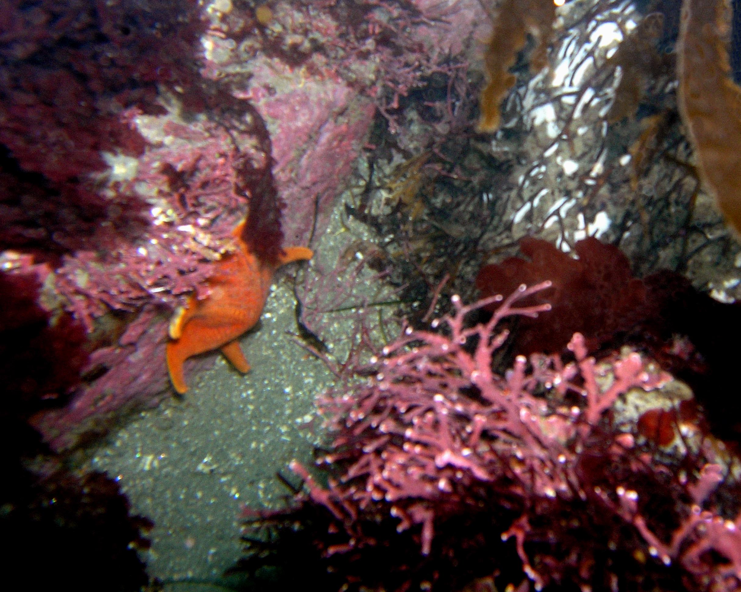 Red Coralline Alga