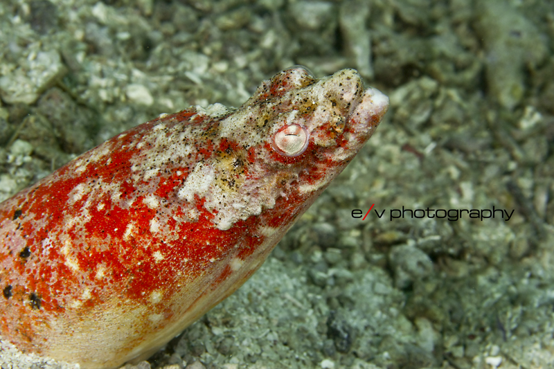 REd crocodile snake Eel