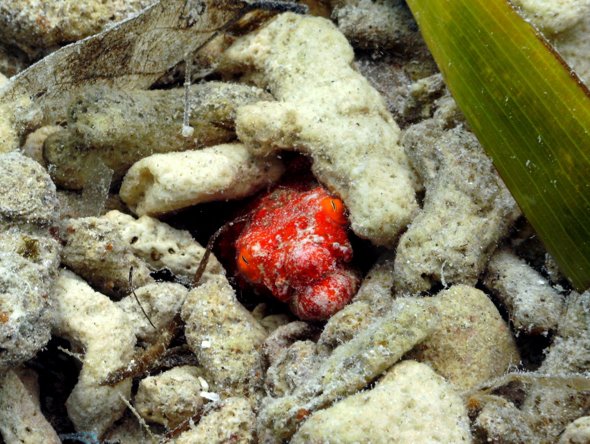 Red Crocodile Snake Eel