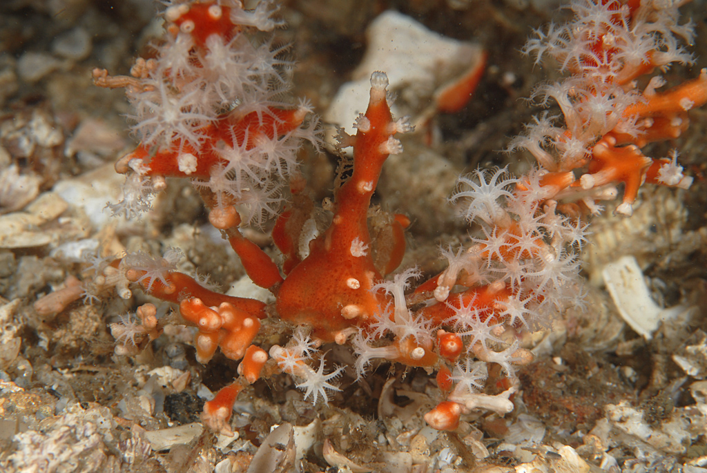 Red Decorator Crab with polyps