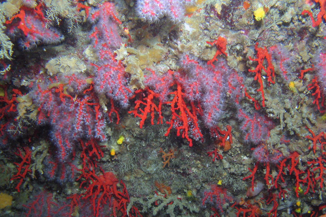 Red flowering coral