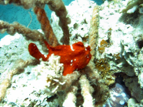 Red frog fish