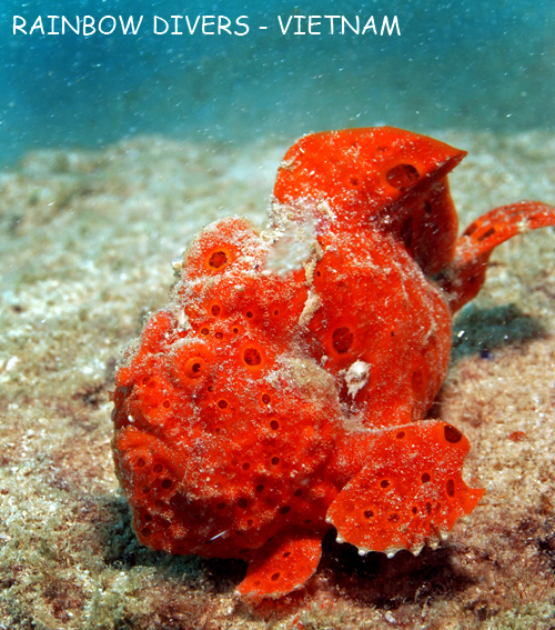 Red Frogfish in Nha Trang, Vietnam, Rainbow Divers, professional underwater
