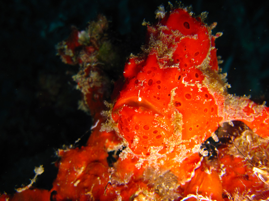 Red Frogfish