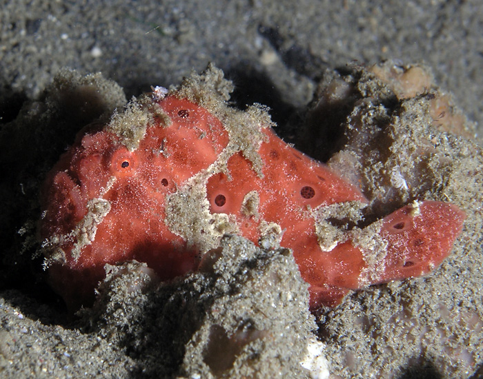 Red Frogfish