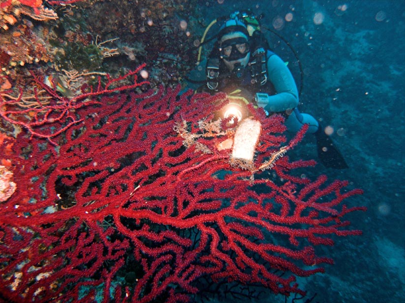 red gorgonia