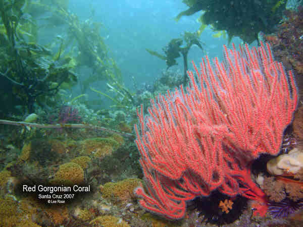 Red Gorgonian Coral