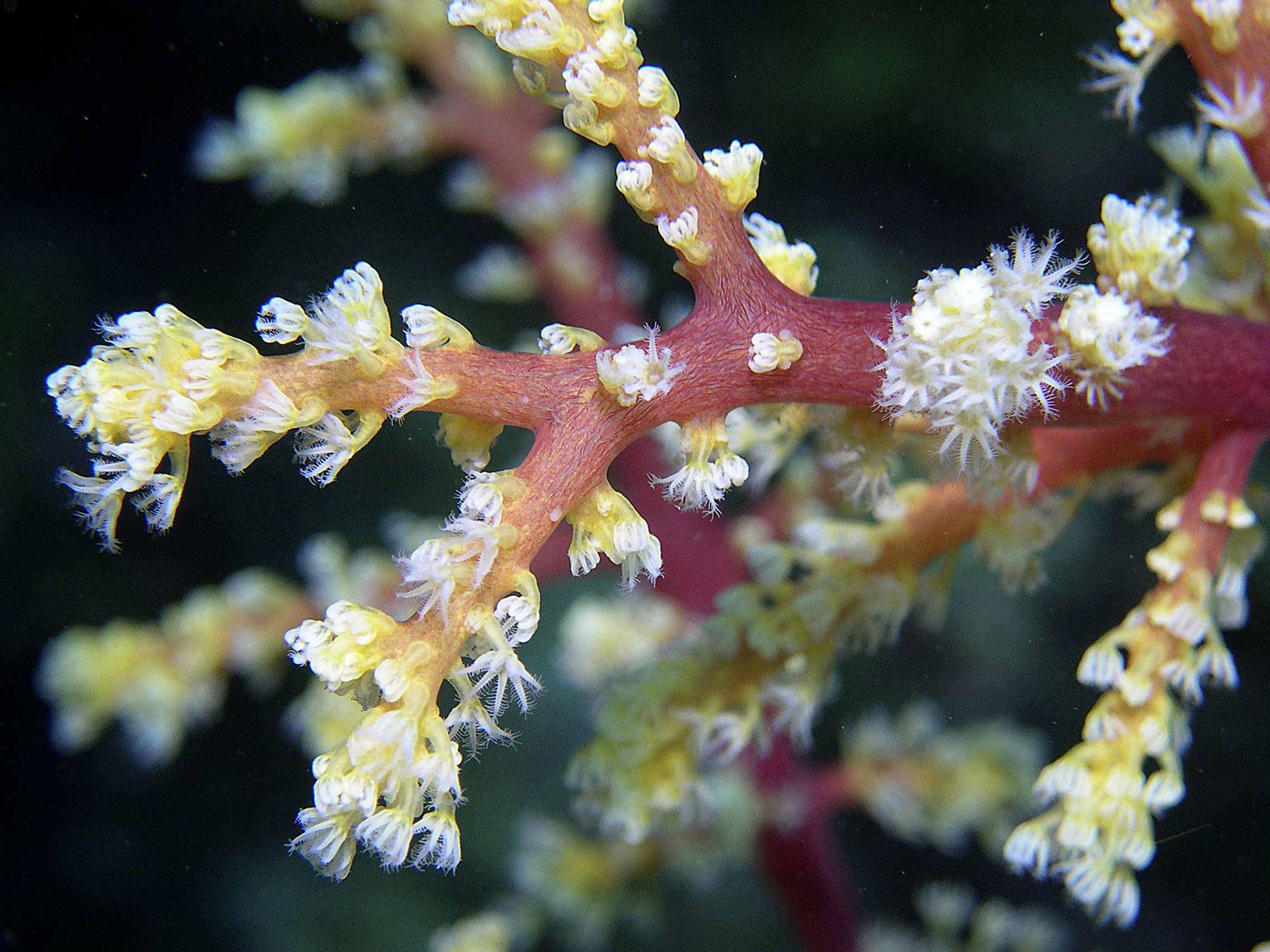 red-gorgonian-polyps