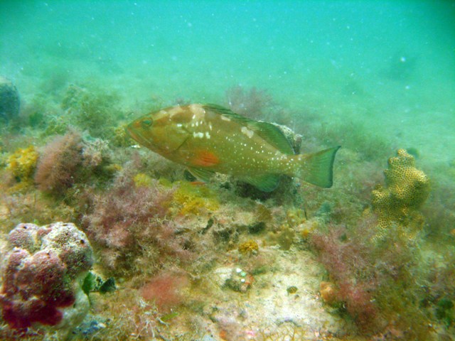 Red grouper