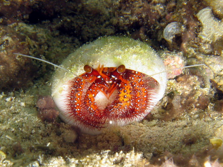 Red Hermit Crab