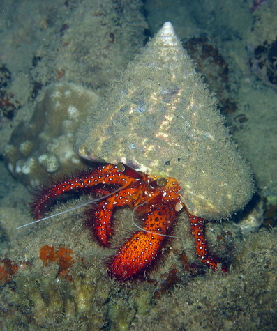 Red Hermit Crab