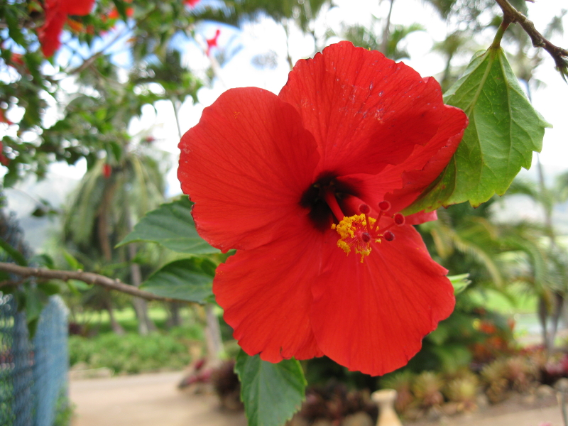 Red Hibiscus