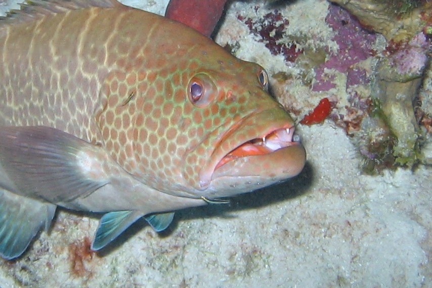 Red Hind @ Cleaning Station