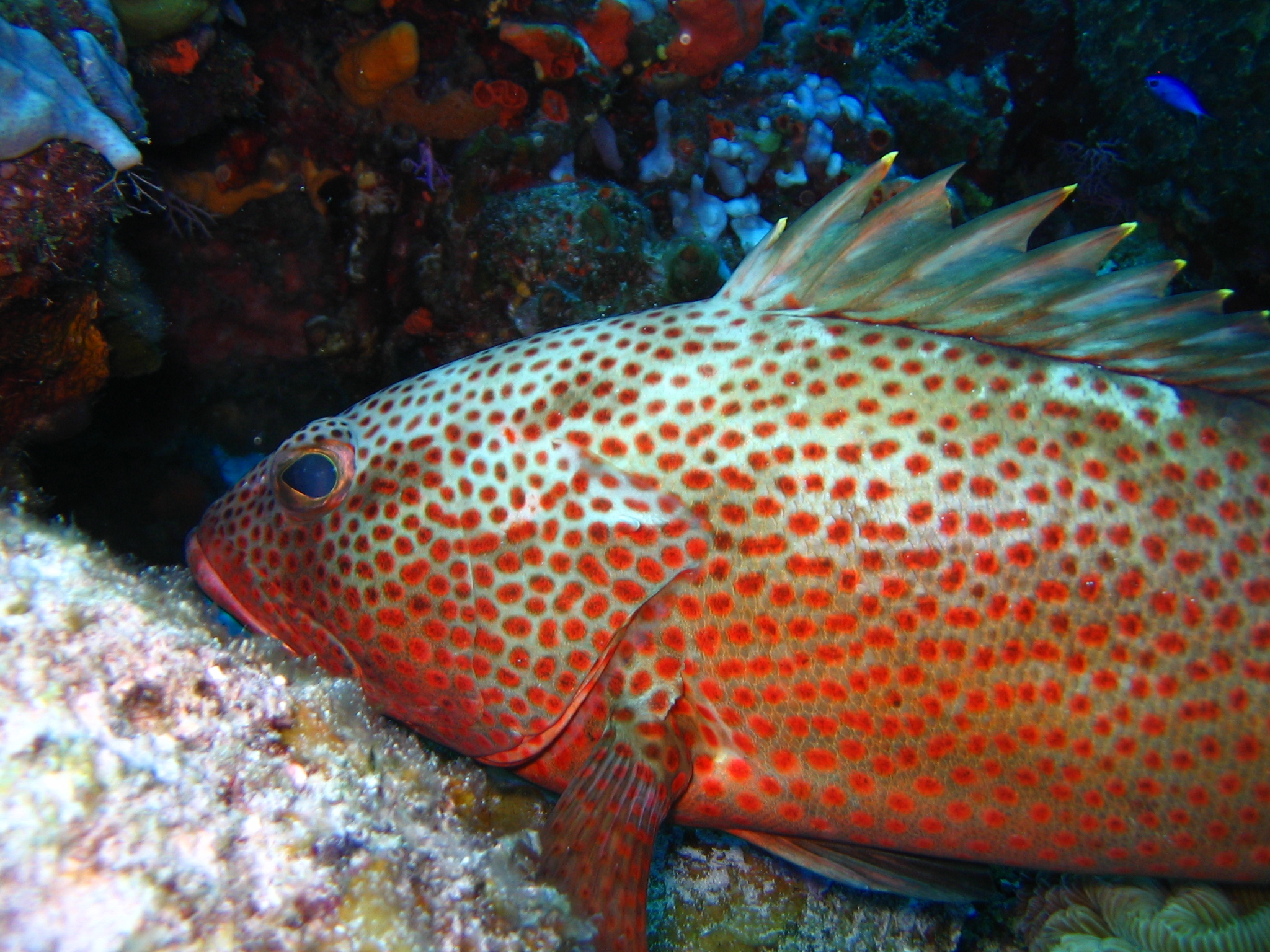 Red hind, Epinephelus guttatus