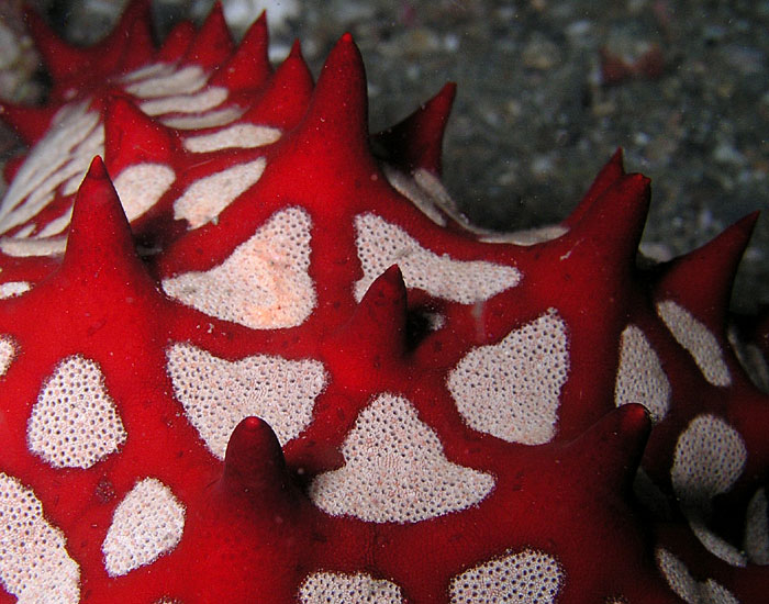 Red-horned Sea Star