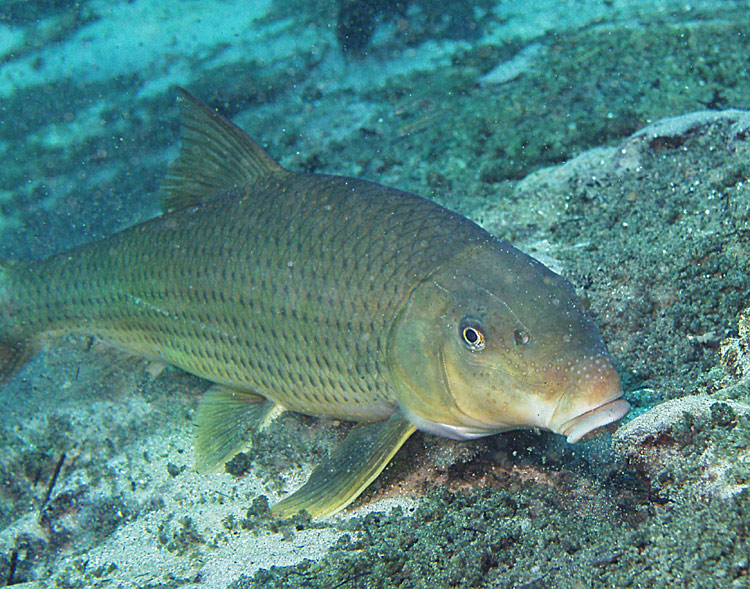 Red Horse Sucker - Morrison Springs