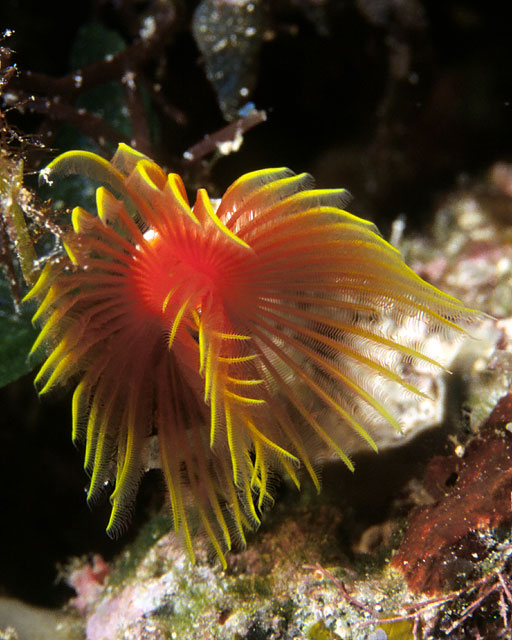 Red Horseshoe worm