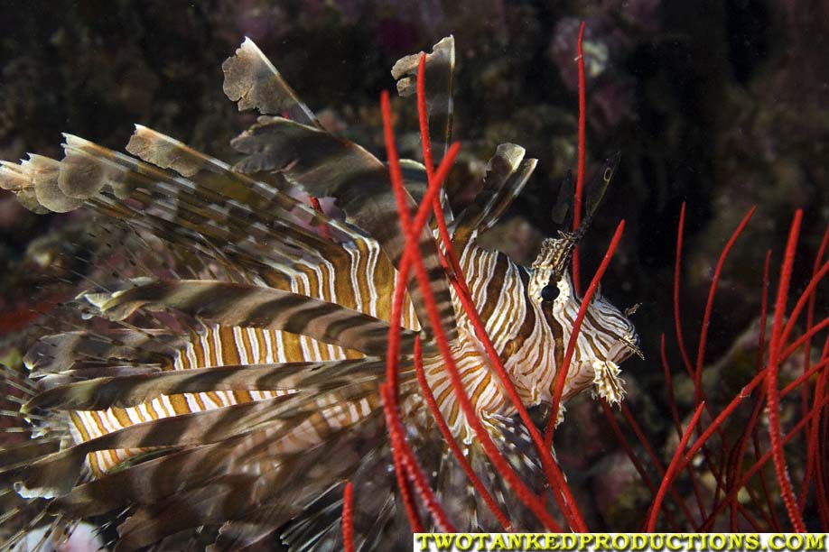 Red Kion Sish in Beqa Lagoon Fiji