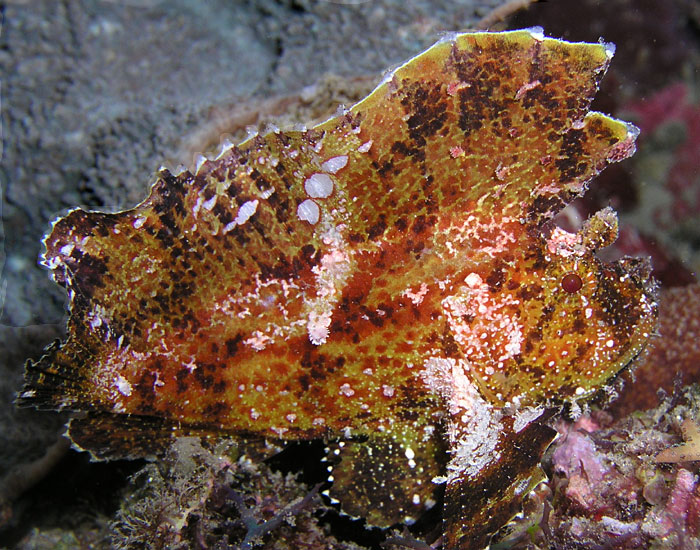 Red Leaf Scorpionfish