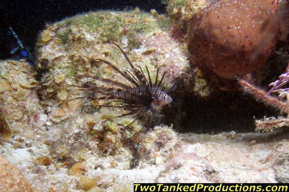 Red Lion Fish West Caicos Island