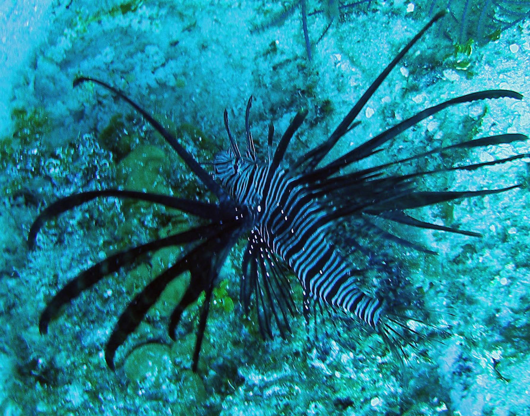 Red Lionfish in Nassau