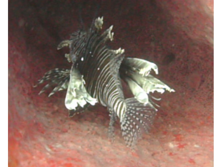 Red Lionfish (Pterois volitans)