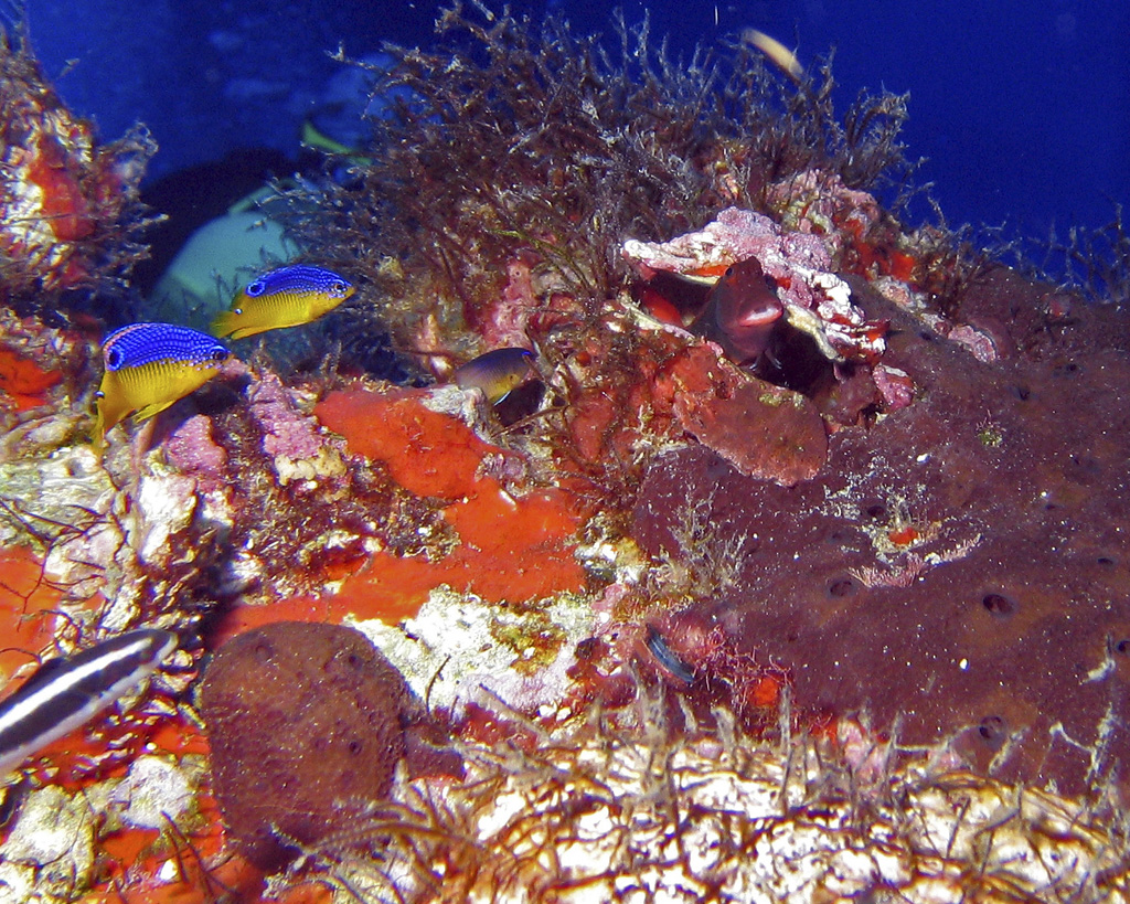 Red lip blenny