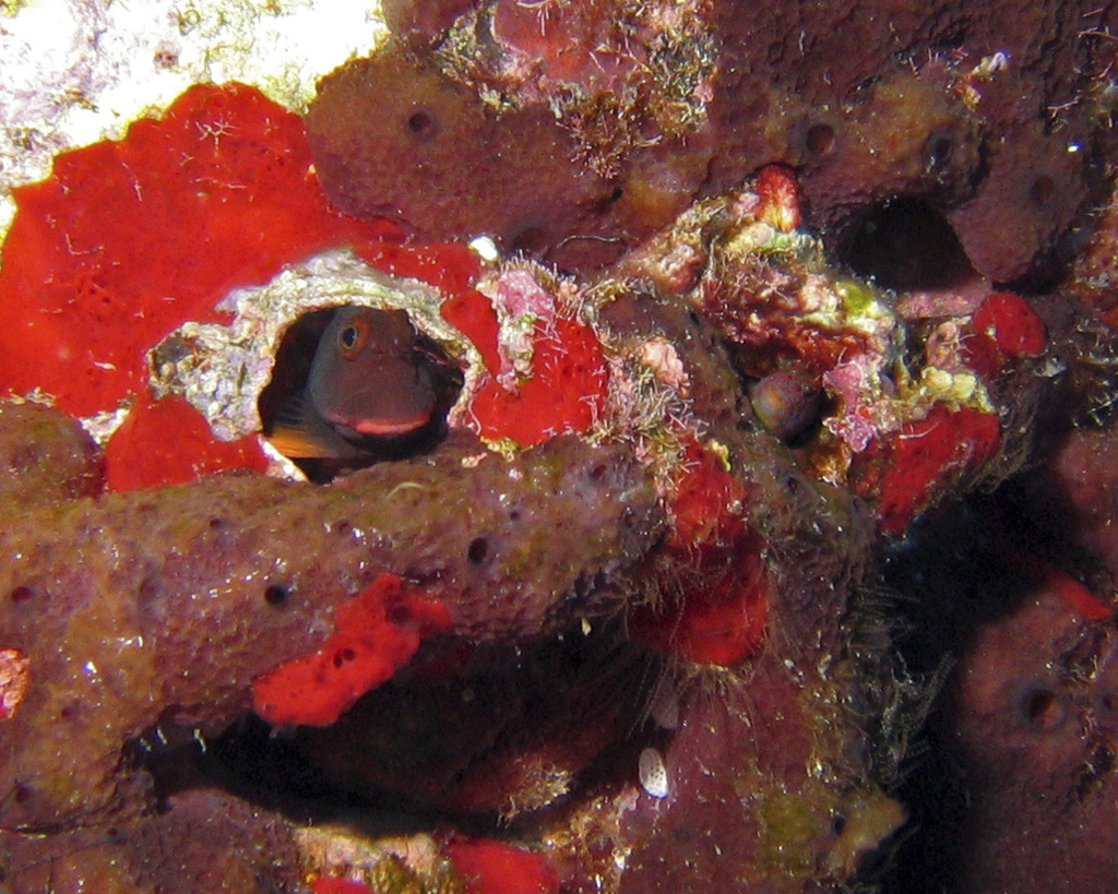 red lip blenny