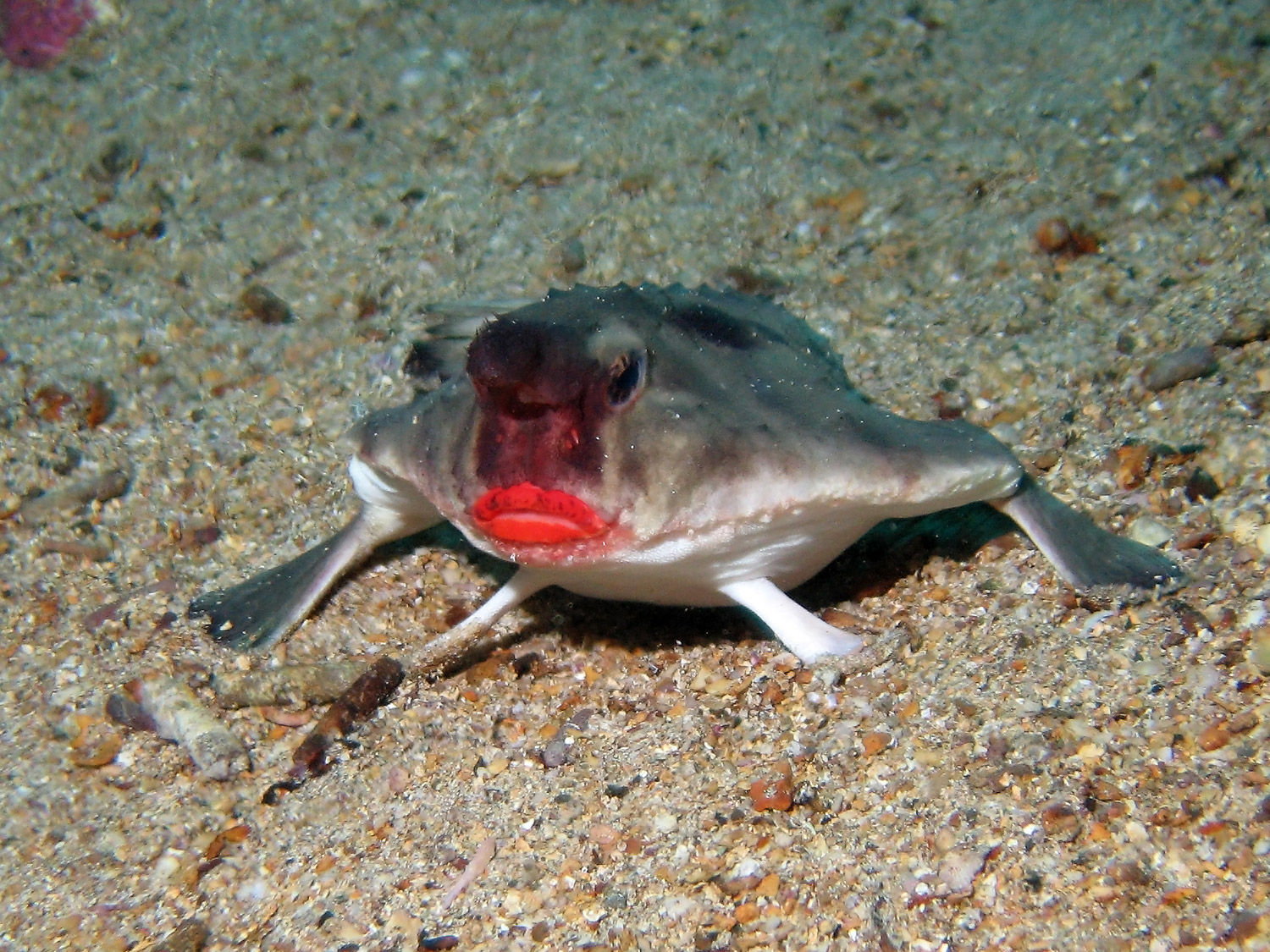 Red lipped batfish