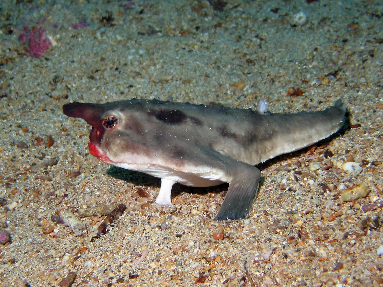 Red Lipped Batfish