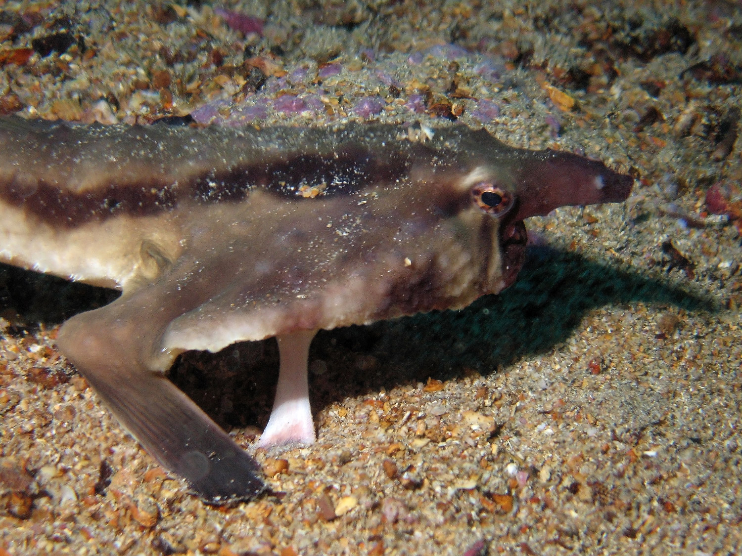 Red Lipped Batfish