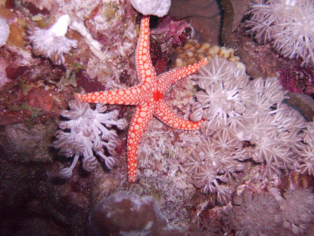 Red Mesh Starfish