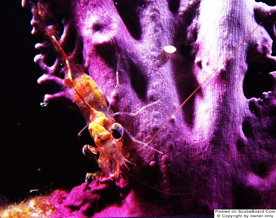 Red Night Shrimp on a Sea Fan