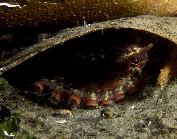 red octopus hiding