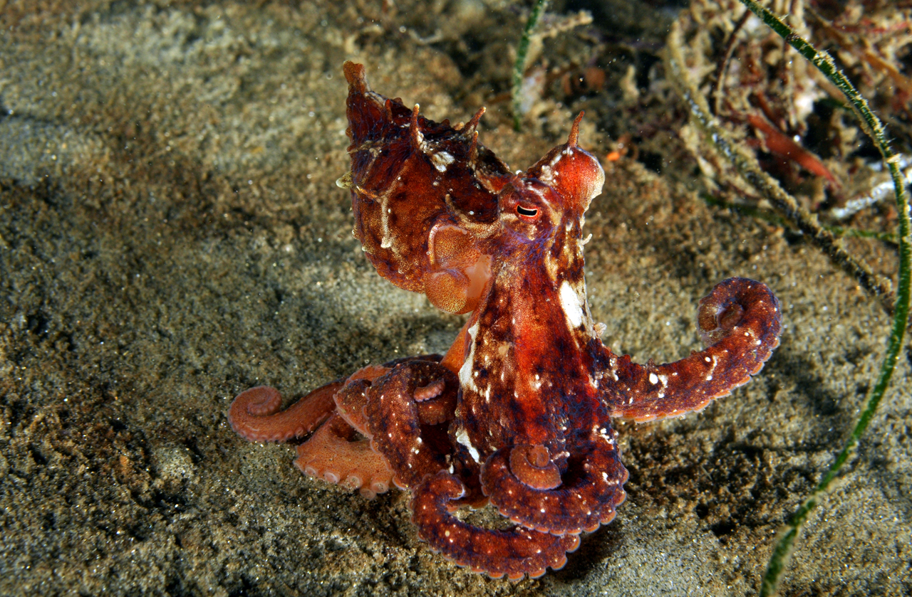 Red Octopus