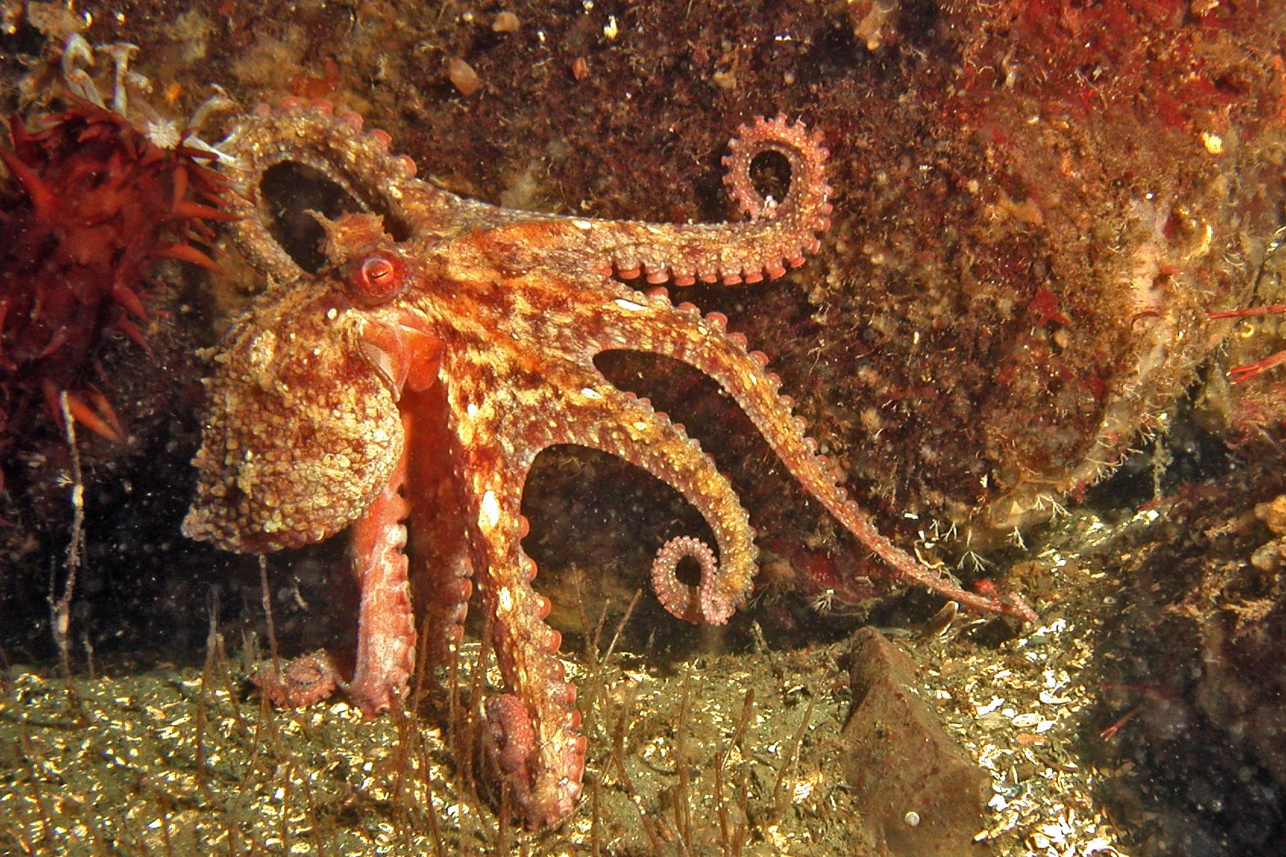 Red octopus