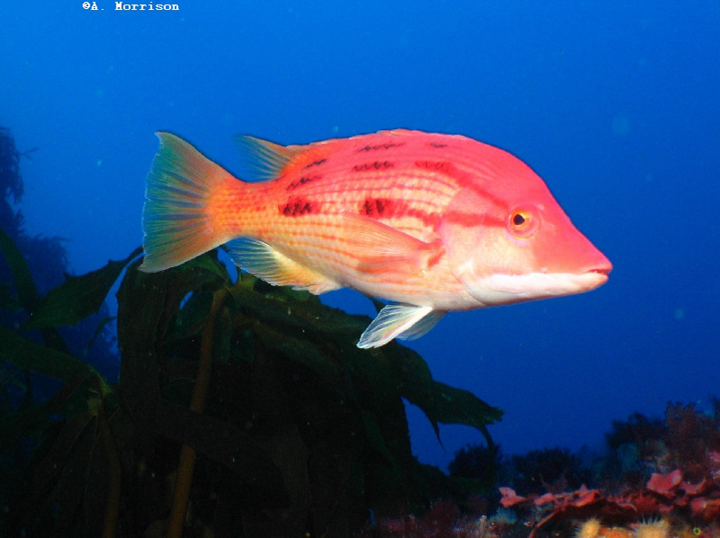 Red Pigfish