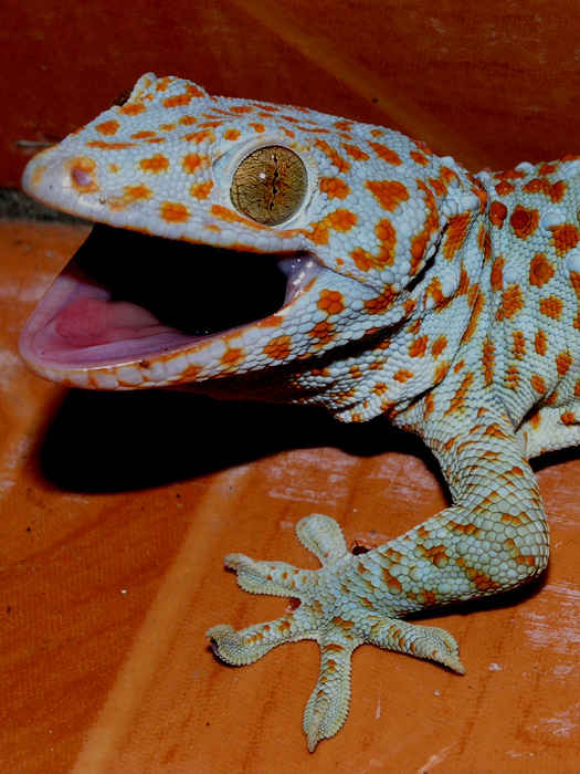 Red Polka Dot Gecko