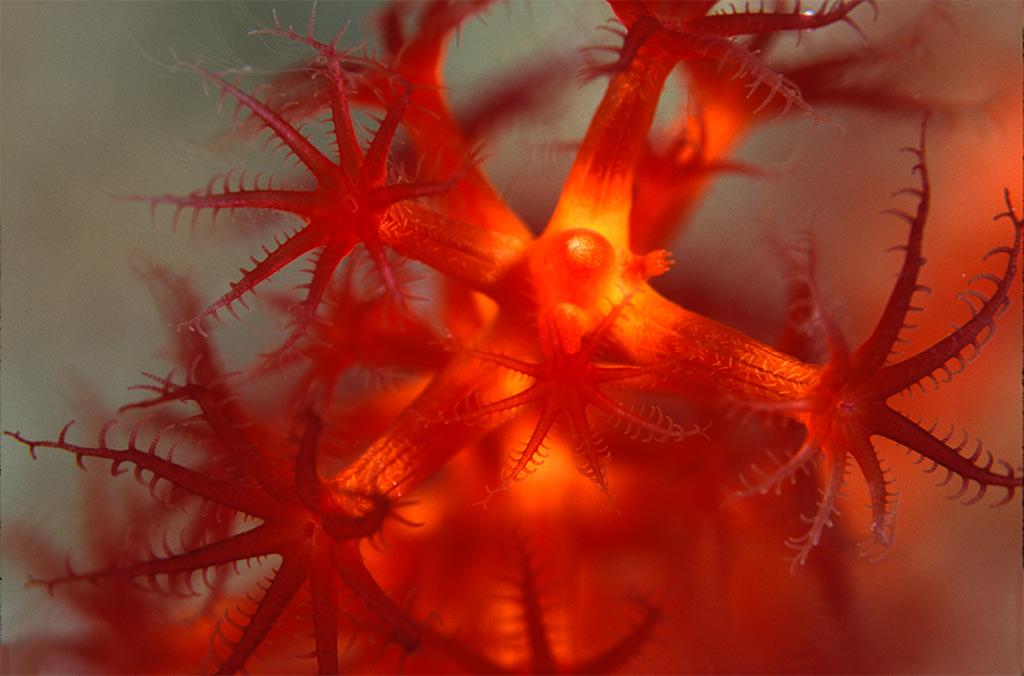 Red polyps