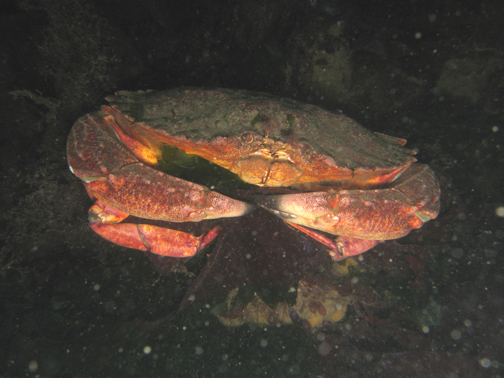 Red Rock Crab