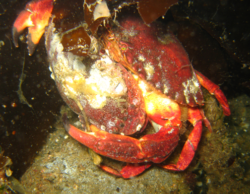 Red Rock Crabs Mating