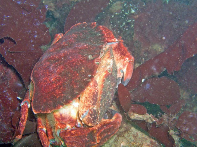 Red Rock Crabs?